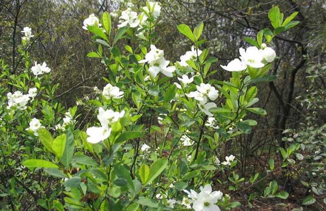 小叶栀子花