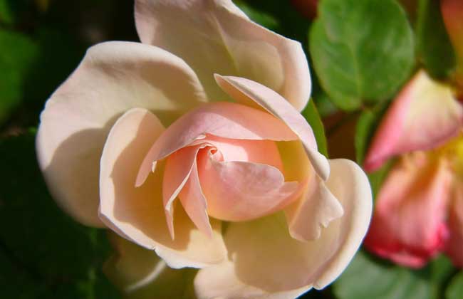 月季花叶子发黄怎么办
