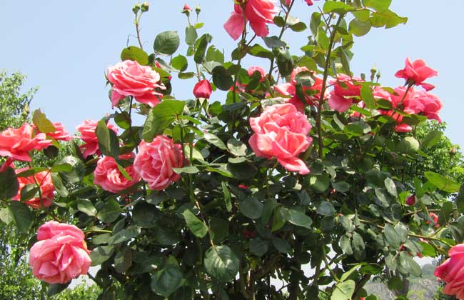 月季花叶子发黄怎么办
