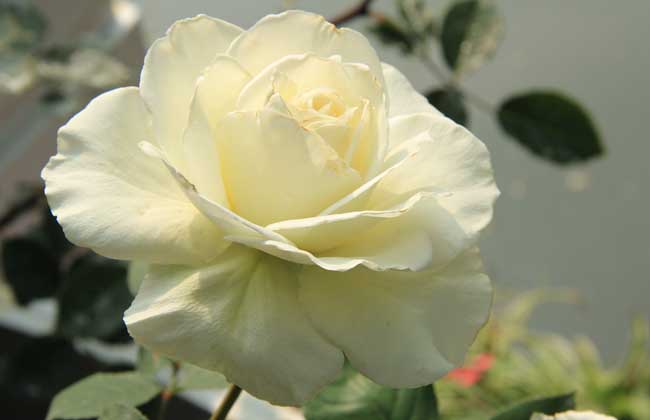 月季花多少钱一株