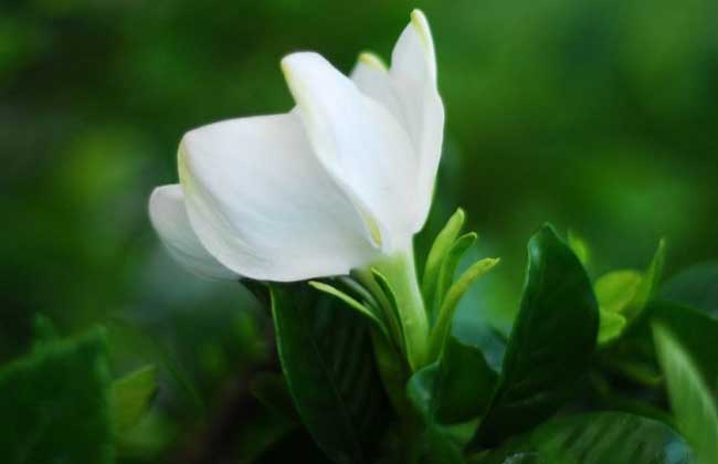 栀子花可以吃吗