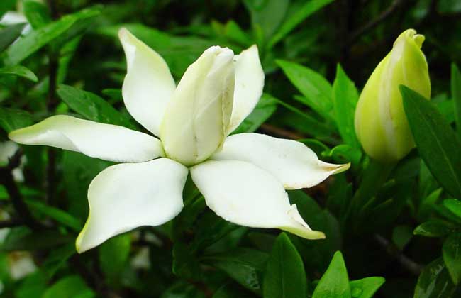栀子花几天浇一次水
