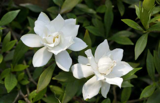 栀子花几天浇一次水