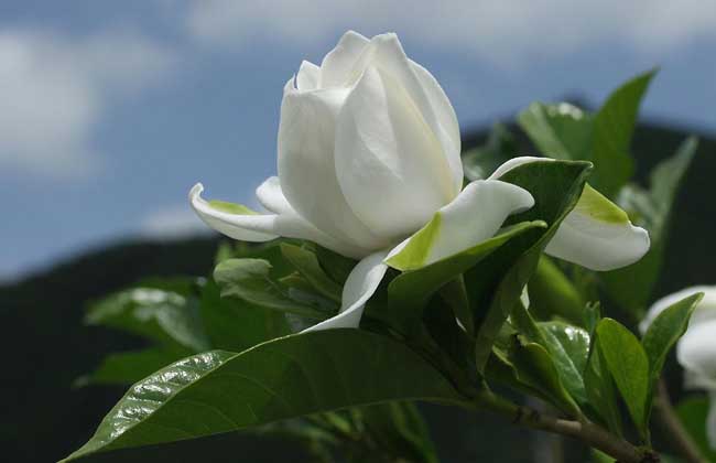栀子花几天浇一次水