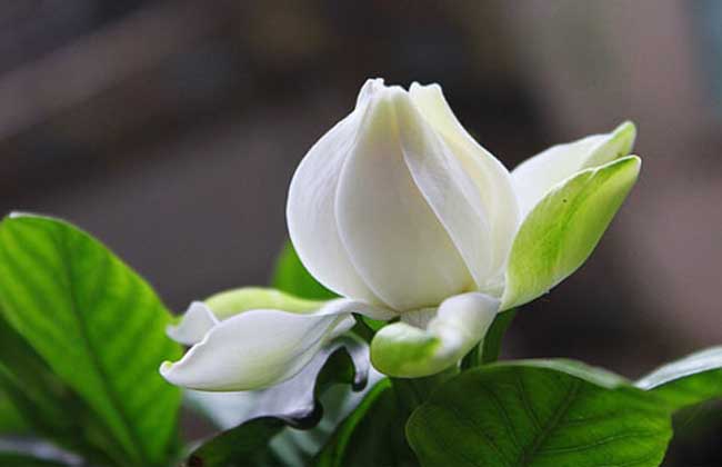 孕妇可以闻栀子花吗