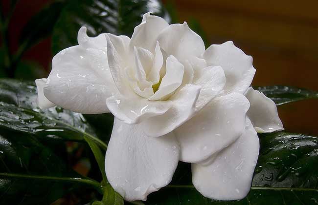 孕妇可以闻栀子花吗