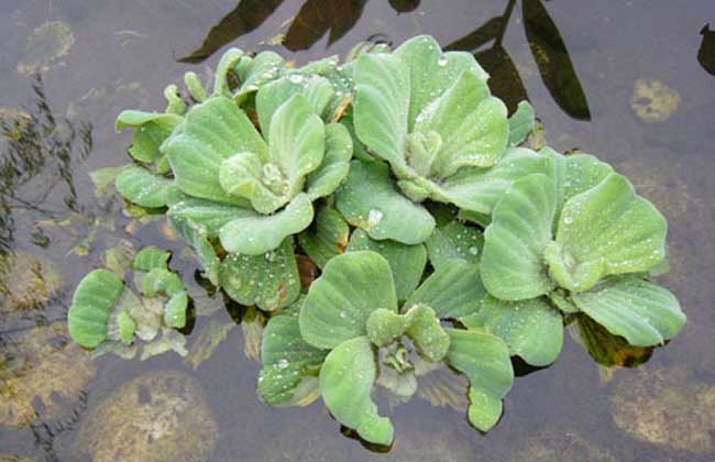 水白菜