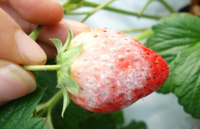 草莓白粉病