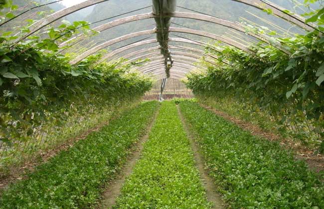2018年大棚种植什么最赚钱？