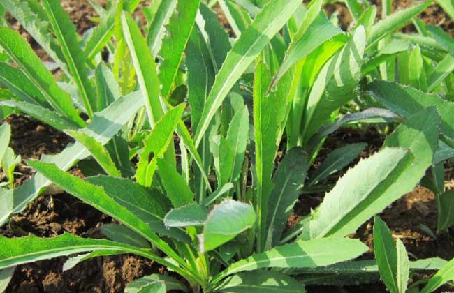 野菜