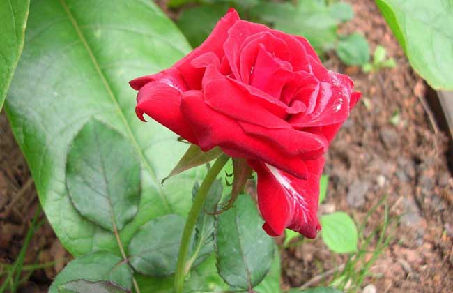 种玫瑰花