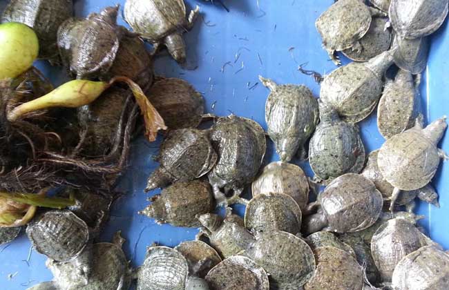 甲鱼苗多少钱一只