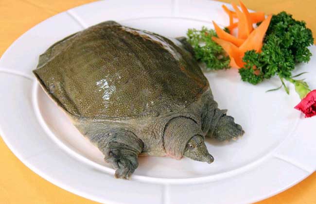 甲鱼的功效与作用