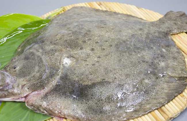 多宝鱼有毒吗