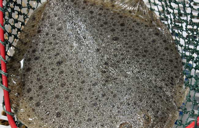 多宝鱼有毒吗