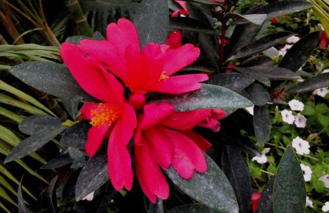四季茶花