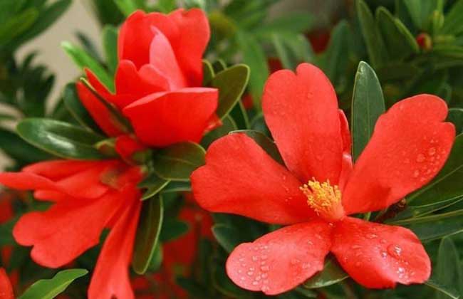 四季茶花