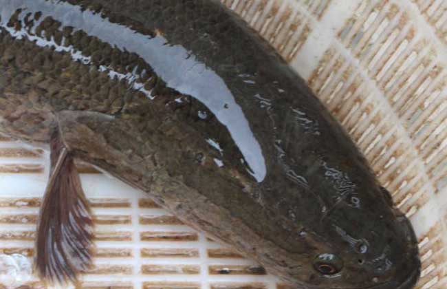 野生黑鱼