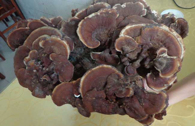 灵芝的功效与作用