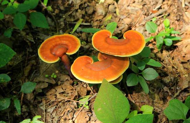 野生灵芝价格