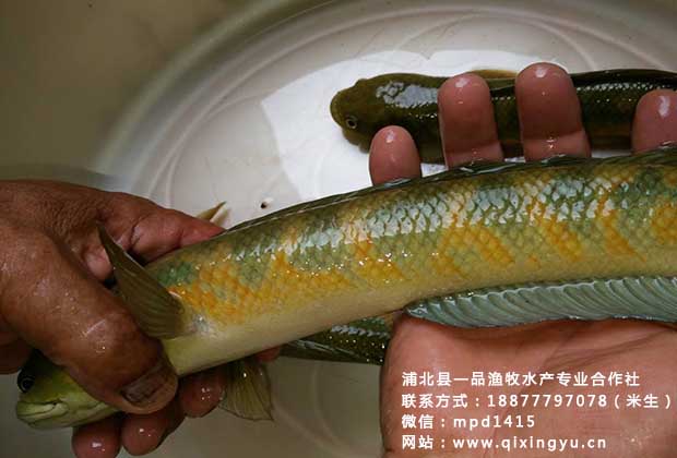 七星鱼