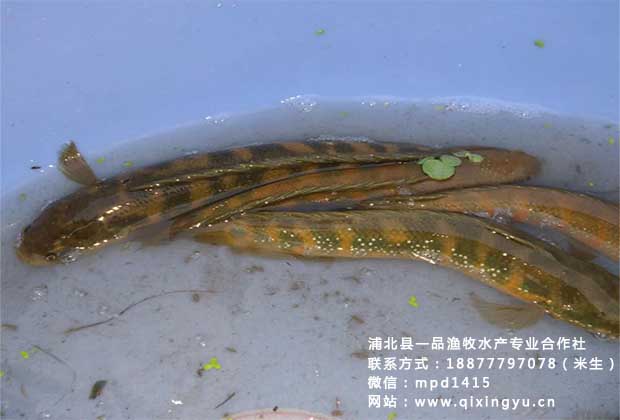 七星鱼