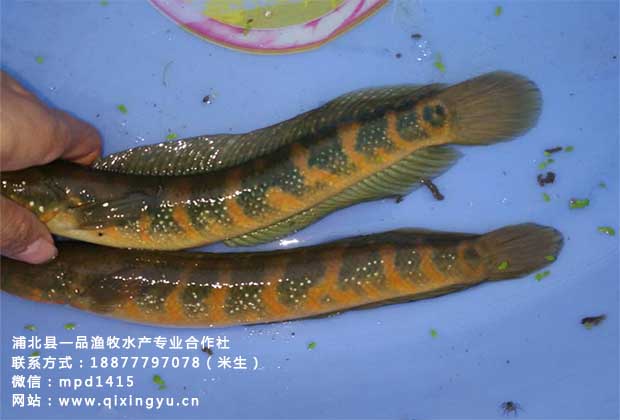 七星鱼