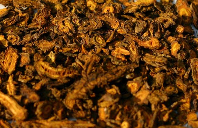 黄连的功效与作用