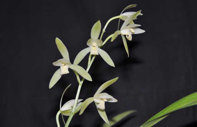 兰花什么时候开花