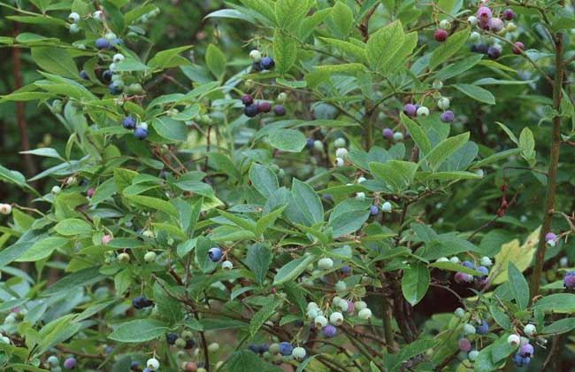 蓝莓种植条件