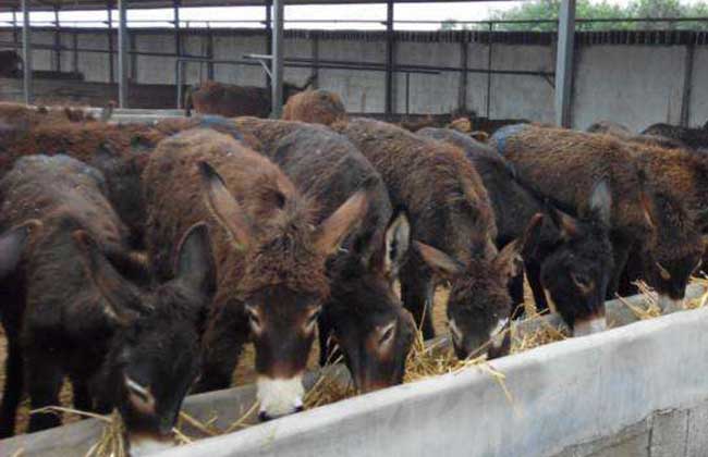 肉驴苗价格