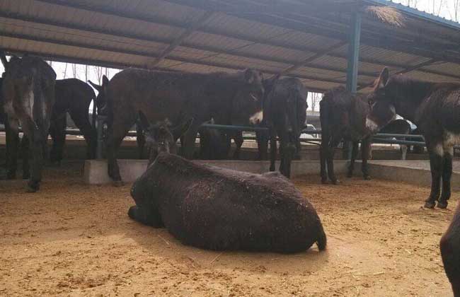肉驴苗价格