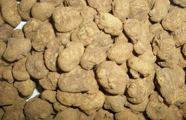 延胡索的功效与作用