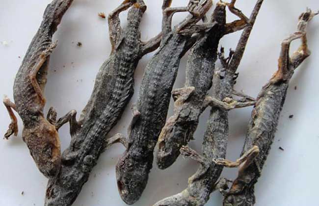 壁虎价格