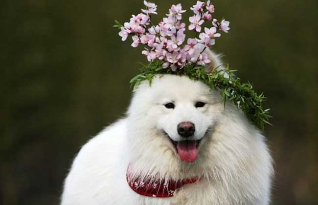 宠物写真馆