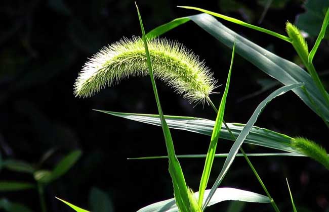 狗尾草