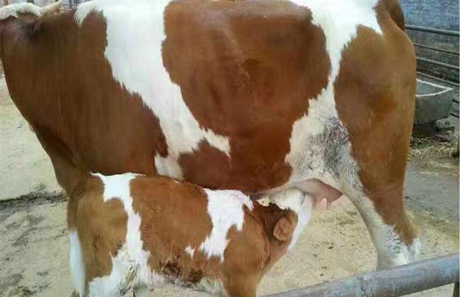 肉牛