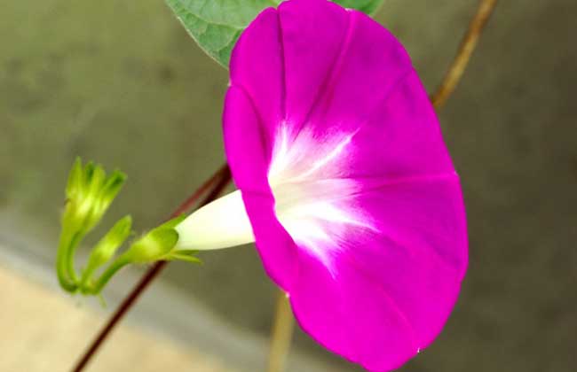 牵牛花种子价格
