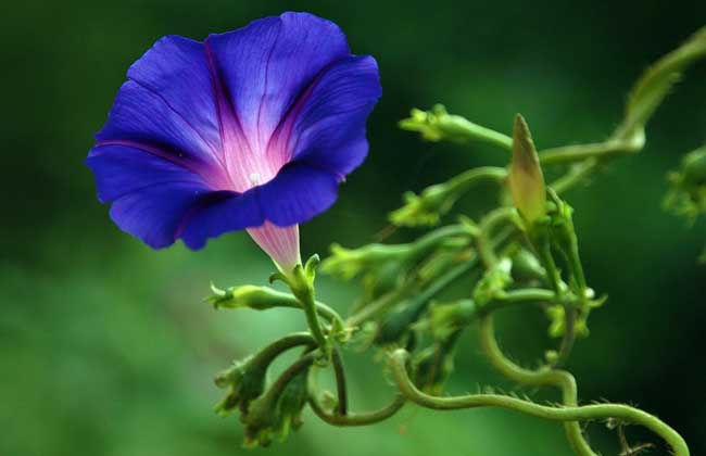 牵牛花种子价格