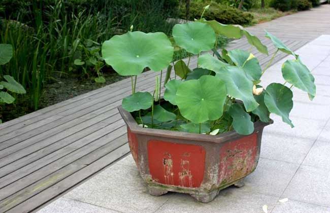 盆栽荷花