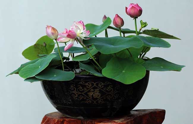 盆栽荷花
