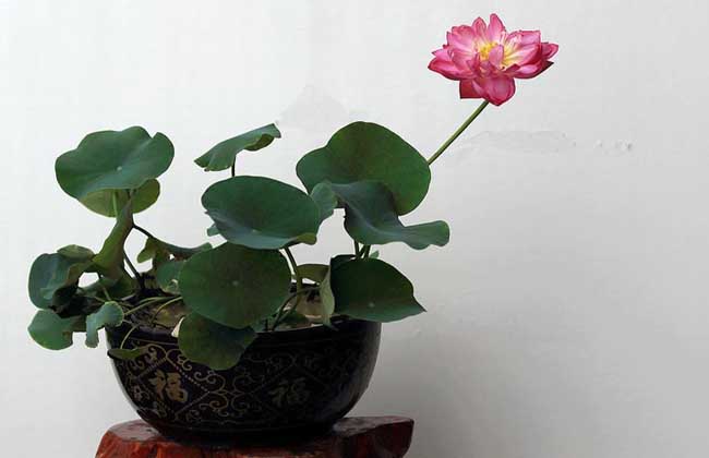 盆栽荷花