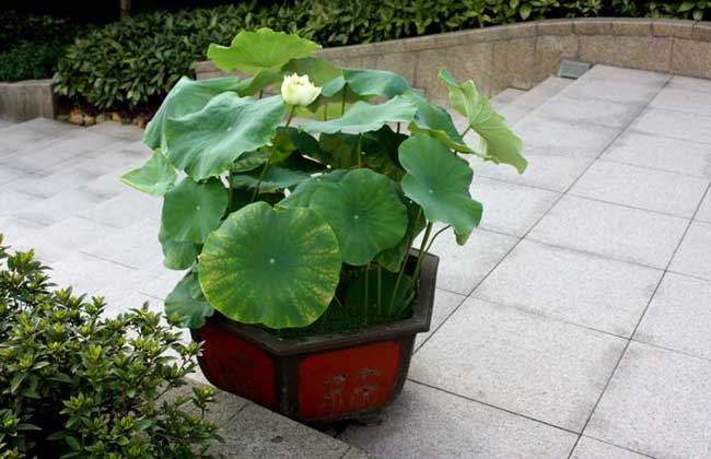 盆栽荷花