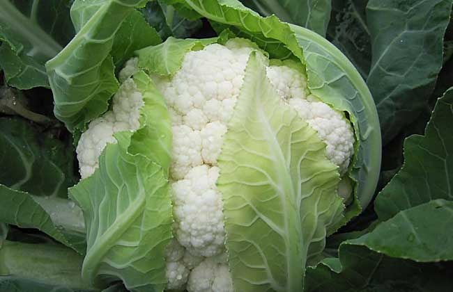 花椰菜
