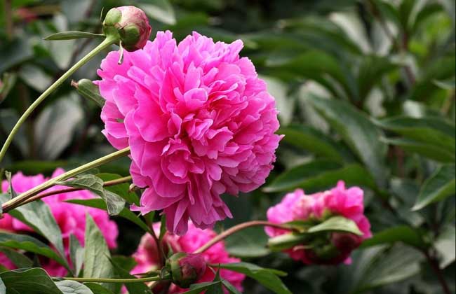 芍药