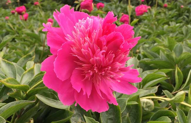 芍药