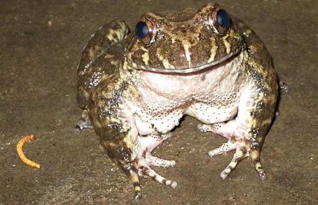野生石蛙