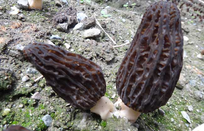 野生羊肚菌