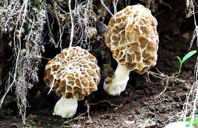 野生羊肚菌