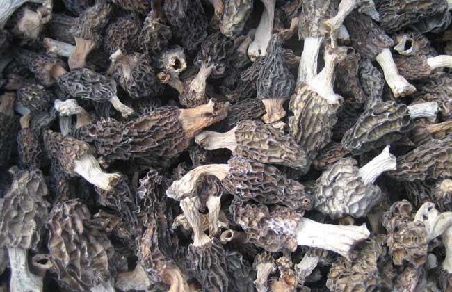 羊肚菌有毒吗